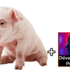 Devenez un expert en élevage de porc ! Cours Complet